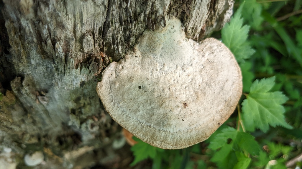 Trametes orientalis · May 2022 · photo: © atsushi_nakajima_cirque (iNaturalist, cc-by)