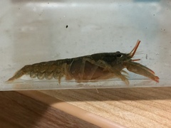 Cambarus parrishi