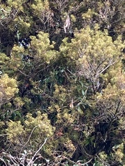 Podocarpus laetus