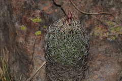 Coryphantha potosiana