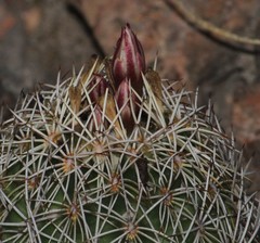 Coryphantha potosiana