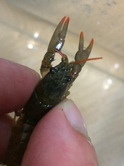 Cambarus parrishi