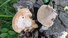Trametes orientalis