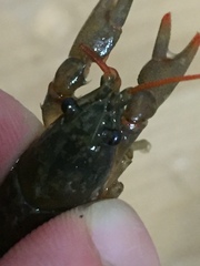 Cambarus parrishi