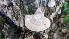 Trametes orientalis
