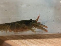 Cambarus parrishi