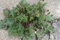 Sonchus oleraceus