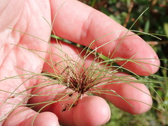 Eleocharis baldwinii