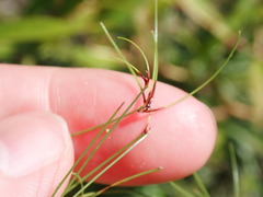 Eleocharis baldwinii