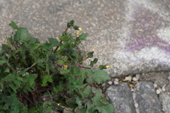 Sonchus oleraceus