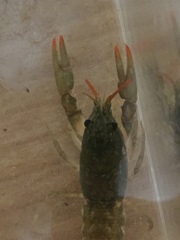 Cambarus parrishi
