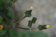 Sonchus oleraceus