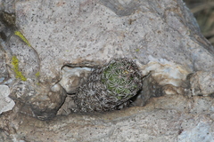 Coryphantha potosiana