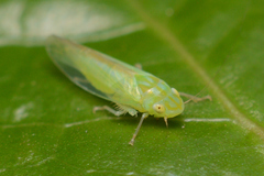 Neocoelidiini