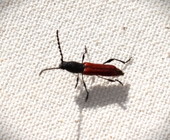 Ancylocera bicolor