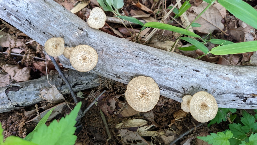 Lentinus arcularius · May 2022 · photo: © atsushi_nakajima_cirque (iNaturalist, cc-by)