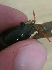 Cambarus parrishi