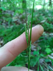 Carex virescens