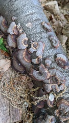 Daedaleopsis tricolor