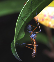 Nephrotoma australasiae