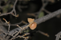 Quercus chihuahuensis