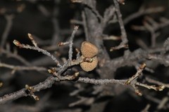 Quercus chihuahuensis