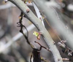 Acanthothamnus aphyllus