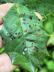 Chrysomyxa ilicina