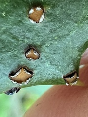 Chrysomyxa ilicina