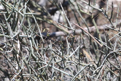 Acanthothamnus aphyllus