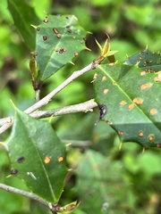 Chrysomyxa ilicina