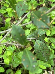 Chrysomyxa ilicina