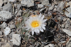 Thelocactus hexaedrophorus hexaedrophorus
