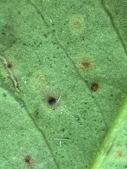 Chrysomyxa ilicina