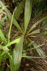 Cordyline indivisa