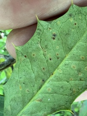 Chrysomyxa ilicina