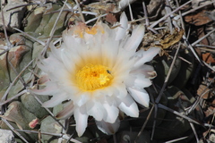 Thelocactus hexaedrophorus hexaedrophorus