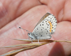 Euphilotes enoptes bayensis