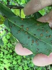 Chrysomyxa ilicina