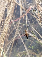 Limnoporus notabilis