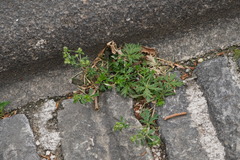 Potentilla argentea