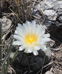 Thelocactus hexaedrophorus hexaedrophorus