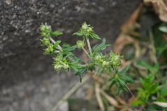 Potentilla argentea