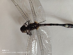 Macrothemis pseudimitans