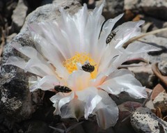 Acmaeodera variegata