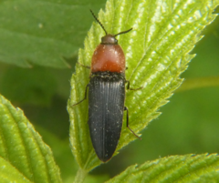 Ampedus rubricollis