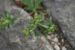 Potentilla argentea