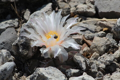 Acmaeodera variegata