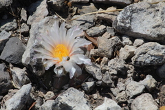 Thelocactus hexaedrophorus hexaedrophorus