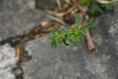 Potentilla argentea